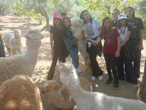 Alp5